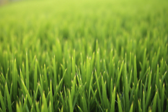 Vibrant Green Grass Blades Background Wallpaper Product Image 1