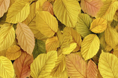 Yellow Leaves Background Wallpaper Product Image 1