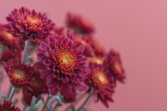 Chrysanthemum Flowers Background Wallpaper Product Image 1
