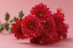 Chrysanthemum Flowers Background Wallpaper Product Image 1