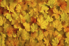 Yellow Leaves Background Wallpaper Product Image 1