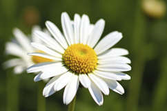 Common Daisy Background Wallpaper Product Image 1