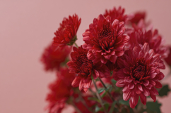 Red Flowers Background Wallpaper Product Image 1