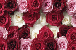 Pink Red and White Flowers Background Wallpaper Product Image 1
