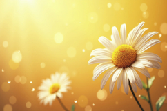 Daisy Flowers Background Wallpaper Product Image 1