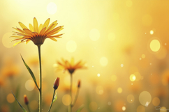 Orange Daisy Flowers Background Wallpaper Product Image 1