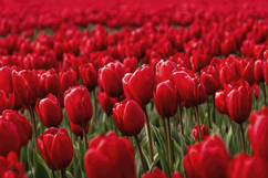 Garden Tulip Flowers Background Wallpaper Product Image 1