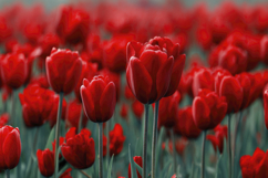 Red Tulips Flowers Background Wallpaper Product Image 1