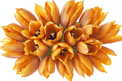 Orange Tulip Flower Background Product Image 1