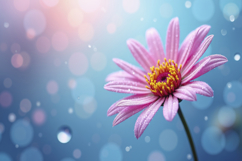 English Daisy Flower Background Wallpaper Product Image 1