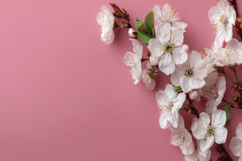 Cherry Blossoms on a Pink Background Wallpaper Product Image 1