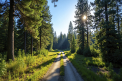 Green Forest With Path Background Product Image 1