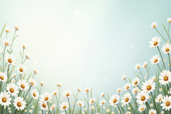 White Daisies with a Soft Light Blue Background Wallpaper Product Image 1