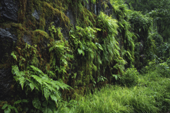 Green Leaves Background Wallpaper Product Image 1