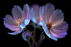 Garden Cosmos with Black Background Wallpaper Product Image 1