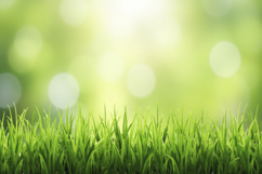 Green Grass Blurred Background Product Image 1