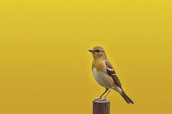 Bird with Yellow Background Wallpaper Product Image 1