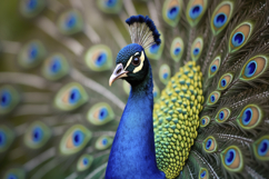 Indian Peafowl Background Wallpaper Product Image 1