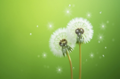 Dandelions Plant Background Wallpaper Product Image 1