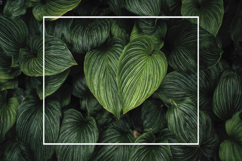 Green Leaves with White Frame Background Wallpaper Product Image 1