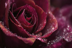 Red Rose Background Wallpaper Product Image 1