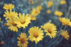 Yellow Flowers Background Wallpaper Product Image 1