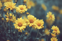 Yellow Flowers Background Wallpaper Product Image 1