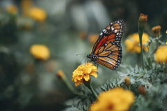 Monarch Butterfly on a Yellow Flower Background Wallpaper Product Image 1
