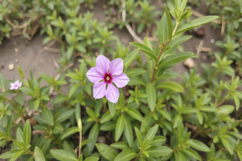Madagascar Periwinkle Flower Background Wallpaper Product Image 1