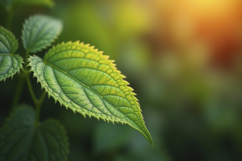 Green Leaf Background Wallpaper Product Image 1