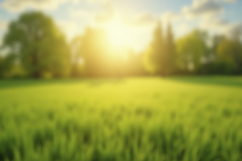 Green Wheat Field Background Wallpaper Product Image 1