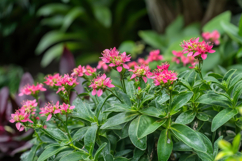 Pink Flowers Background Wallpaper Product Image 1