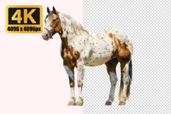 Appaloosa Horse Transparent PNG Product Image 1