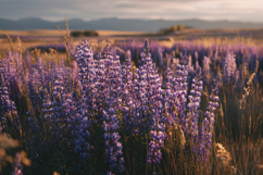 Purple Lupine Flowers Background Product Image 1