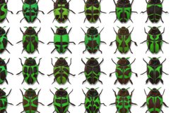 Tumbler Straight 20 OZ Sublimation Bug Wrap Design Product Image 2