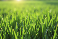 Green Grass Background Wallpaper Product Image 1