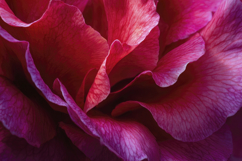 Rose Petals Background Product Image 1
