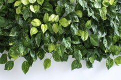 Golden Pothos Background Wallpaper Product Image 1
