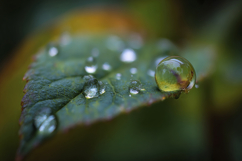 Green Leaves Water Drops Background Wallpaper Product Image 1