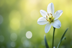 White Rain Lily Background Wallpaper Product Image 1