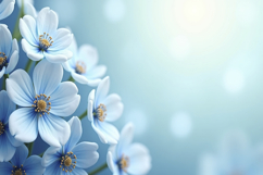 Blue Cosmos Flowers Background Wallpaper Product Image 1