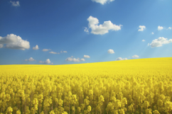 Flower Field Background Wallpaper Product Image 1