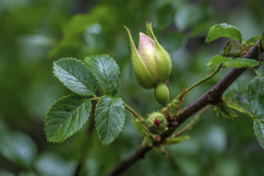 Dog Rose Background Wallpaper Product Image 1