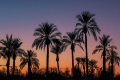 Palm Trees Colorful Sky Background Product Image 1