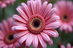 Vibrant Pink Gerbera Background Wallpaper Product Image 1