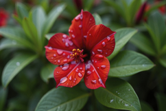 Vibrant Red Hibiscus Flower Background Wallpaper Product Image 1