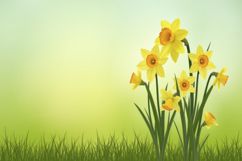 Daffodil background Product Image 1