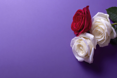 Garden Roses Background Wallpaper Product Image 1