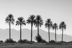 Date Palm Trees Background Product Image 1
