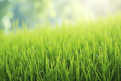 Green Grass Background Wallpaper Product Image 1
